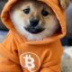 Bitcoin-Based Meme Coin DOG Rockets to $1 Billion Market Cap on Runes Protocol